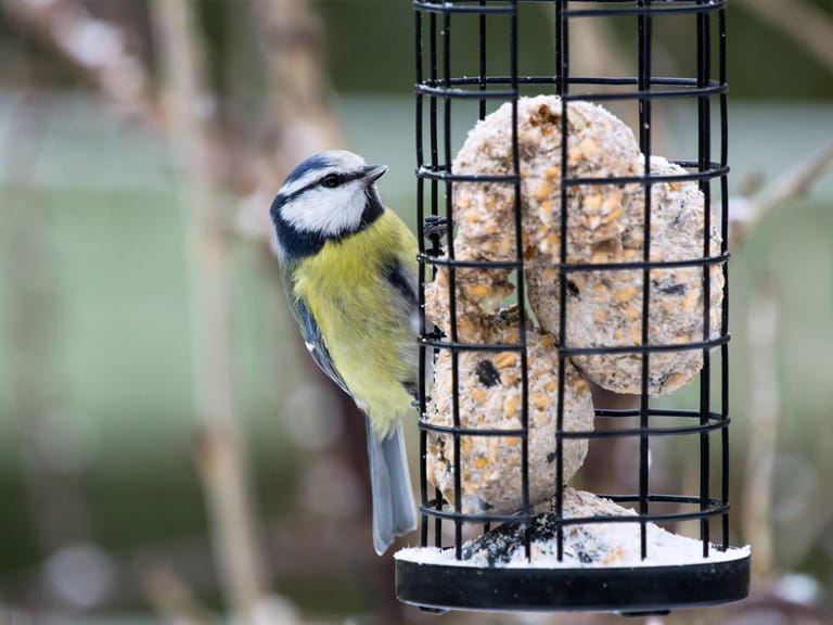 bird fat balls suet wild garden bird food dumplings new seed cage pets  netted 