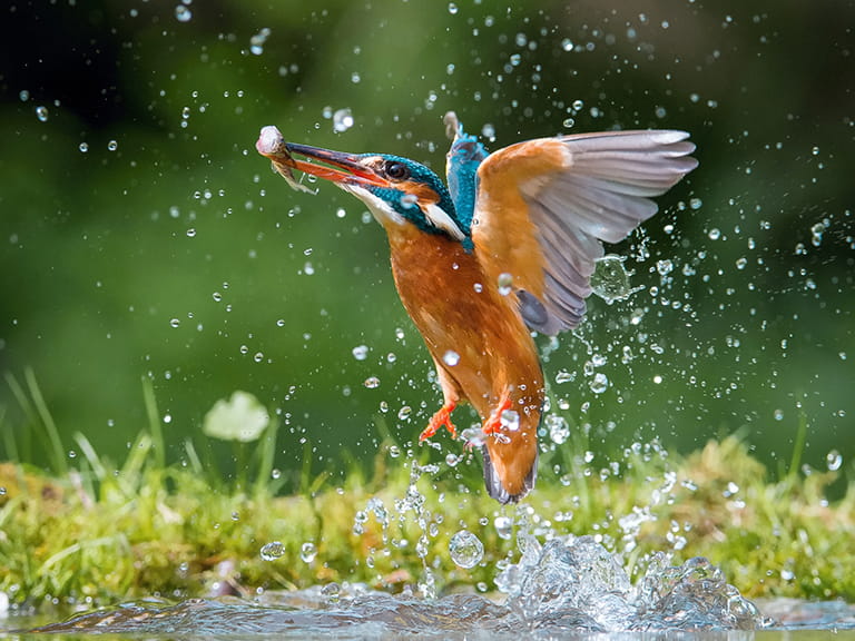 A kingfisher catches a fish
