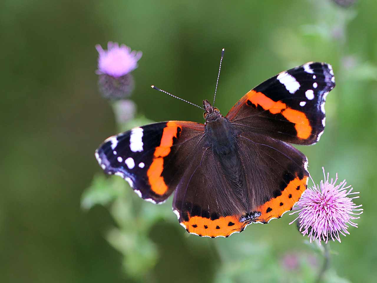 Red admiral butterfly