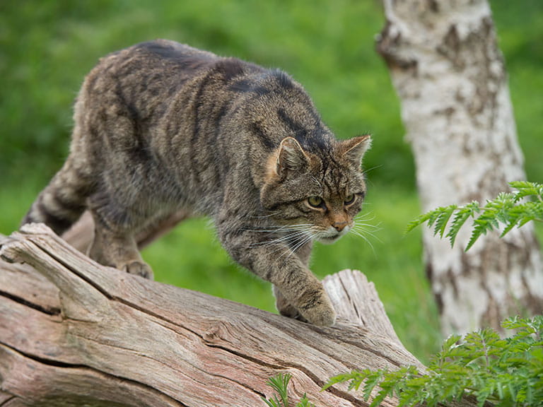 A Scottish wildcat 
