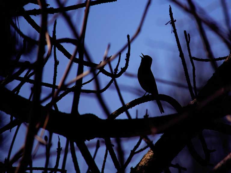 Nightingale singing at night