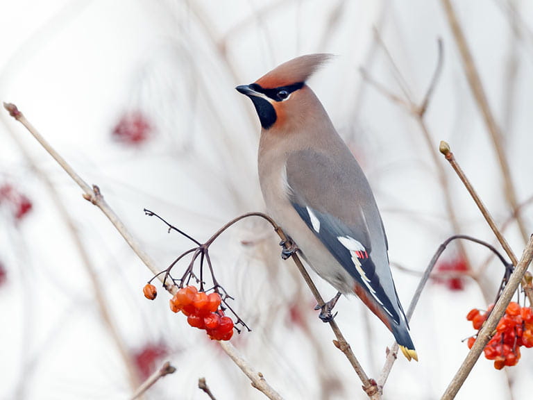 The Waxwing
