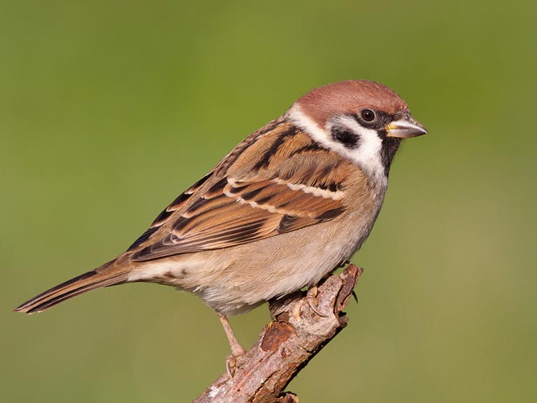A Tree Sparrow