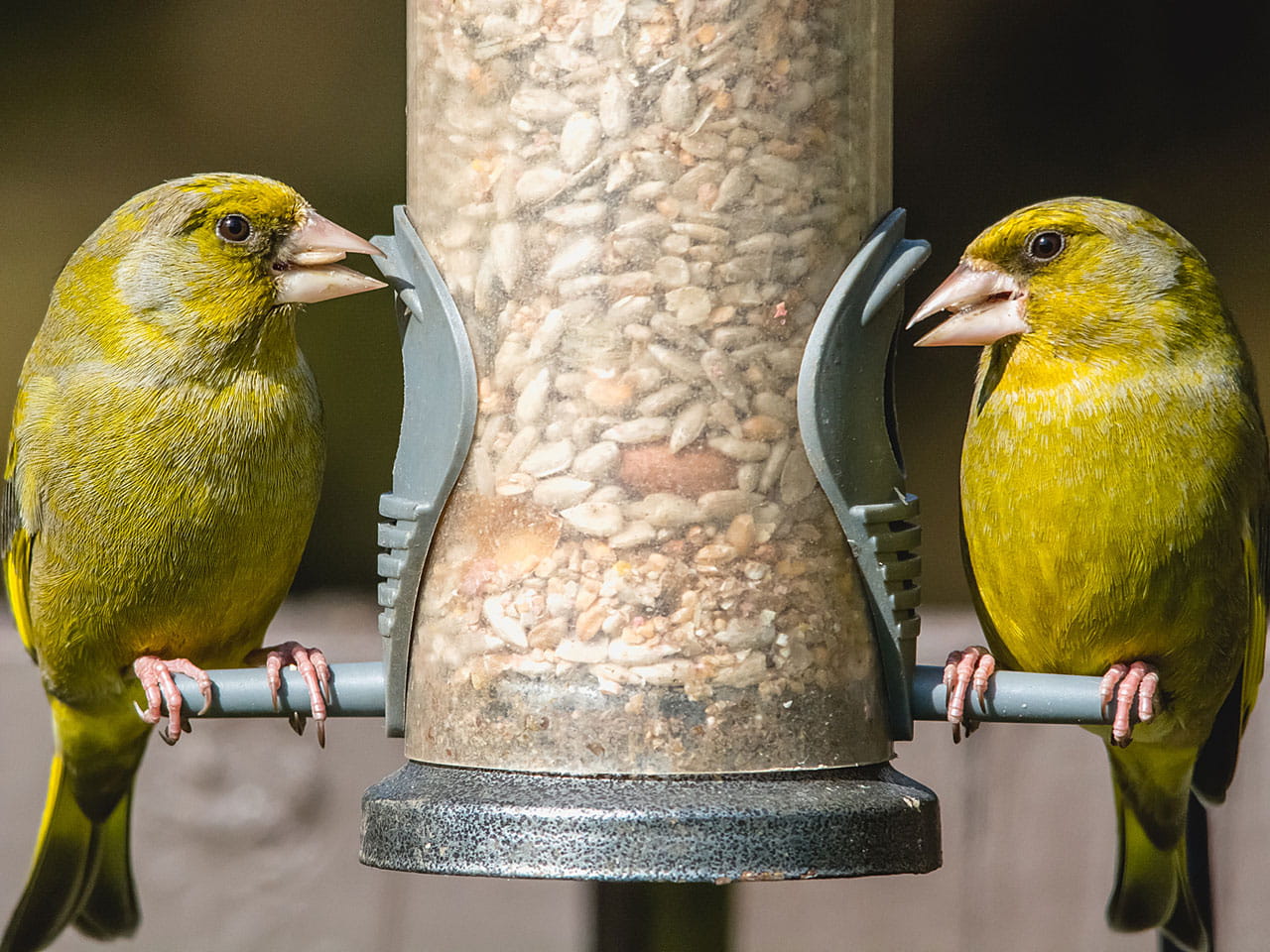 Two male greenfinches feeding in the garden