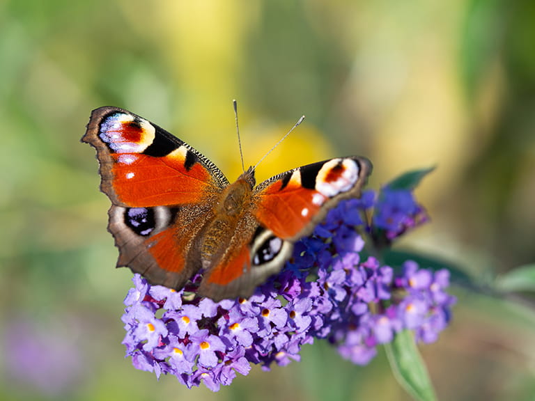 A striking peacock butterfly perching on the purple blossom of a buddleja