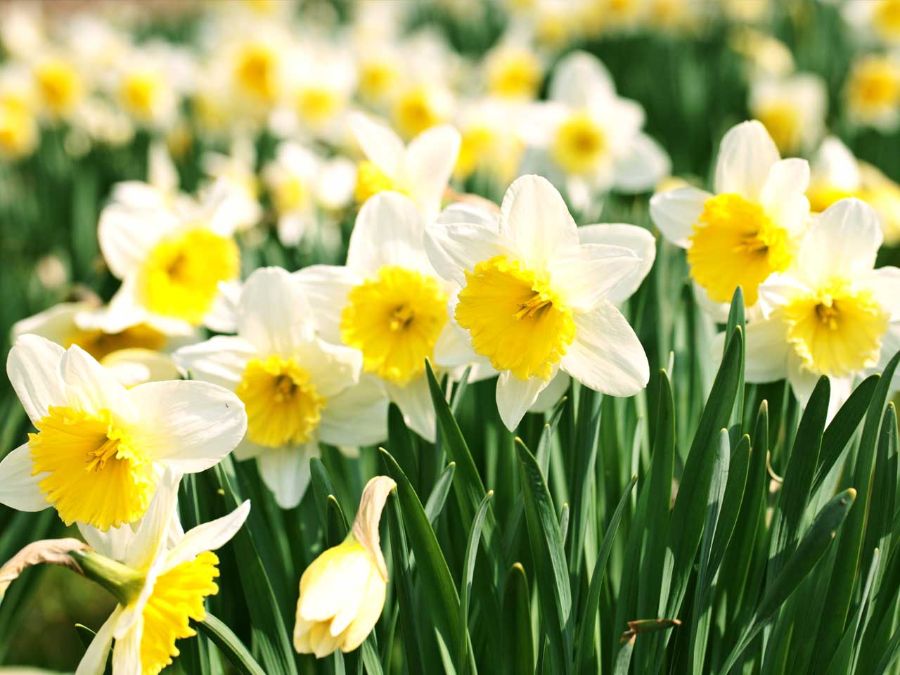 How to grow daffodils - Saga