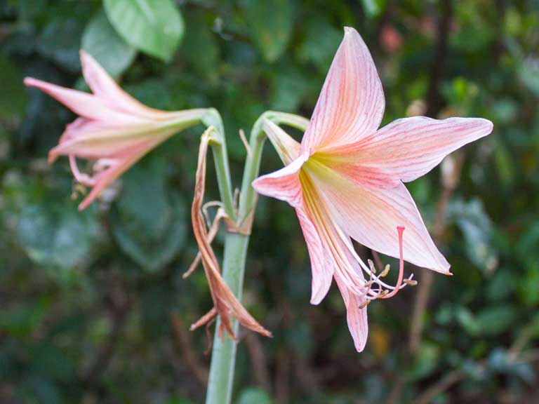 Jersey lilies (Amaryllis belladonna)