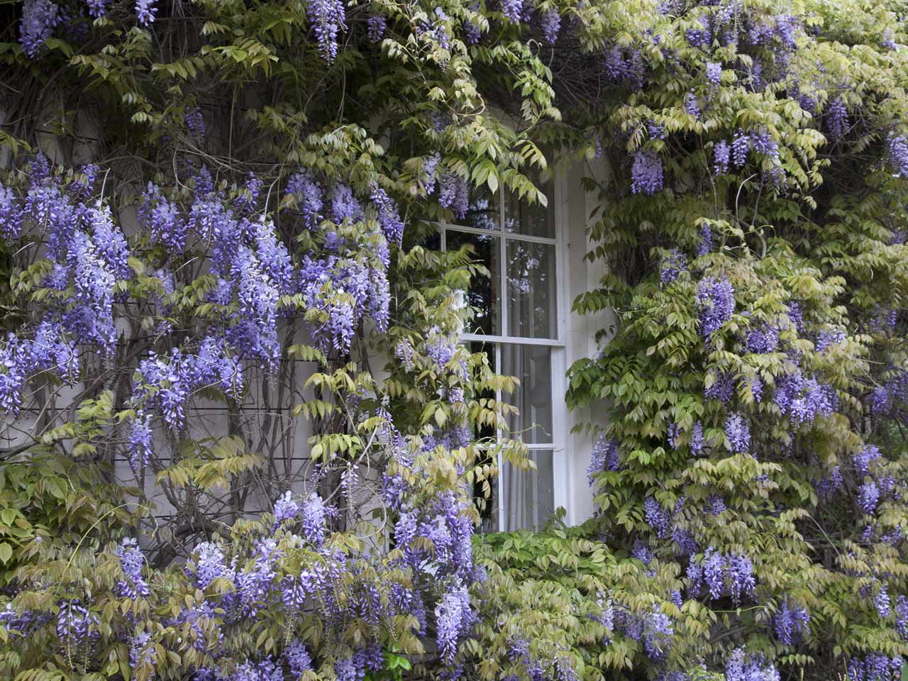 Flowering wisteria