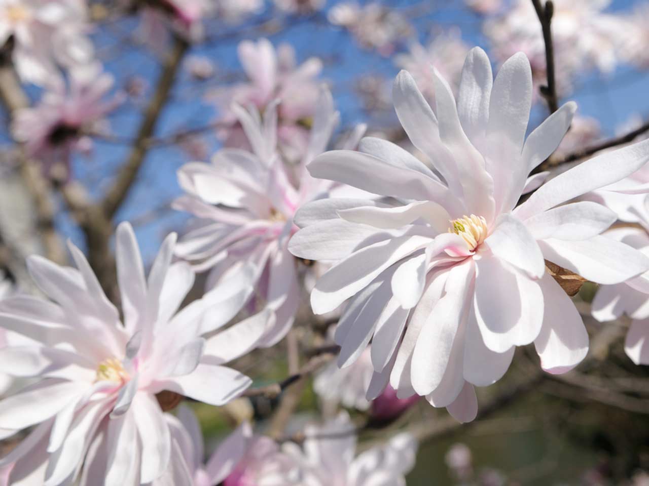 Magnolia stellata