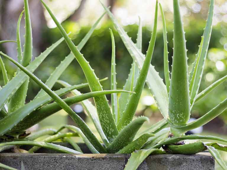 Diskant Skænk eksil How to grow aloe veras: choosing, growing, watering and propagating - Saga