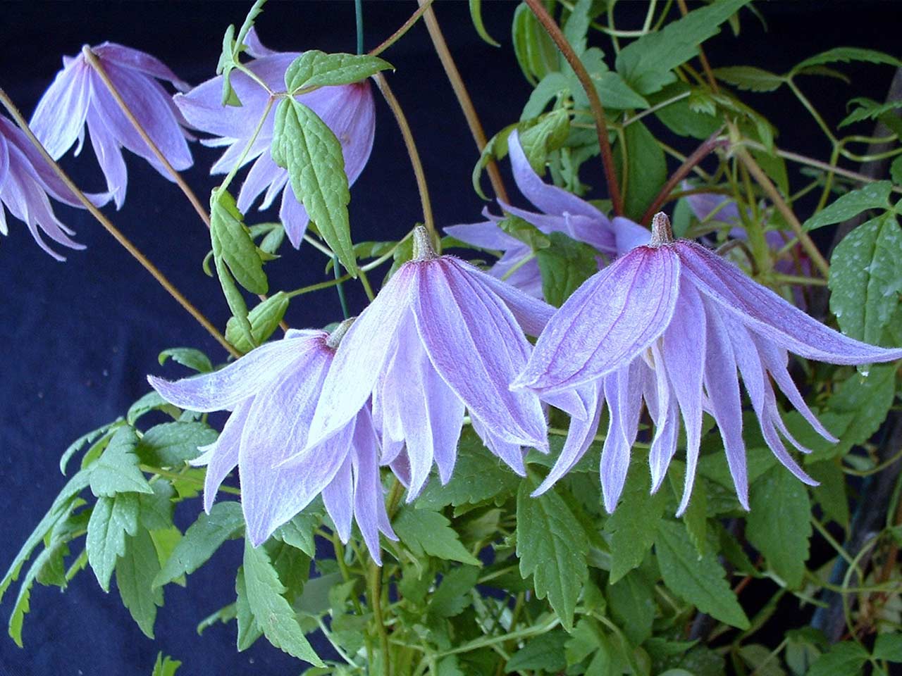 Resultado de imagen para Clematis macropetala