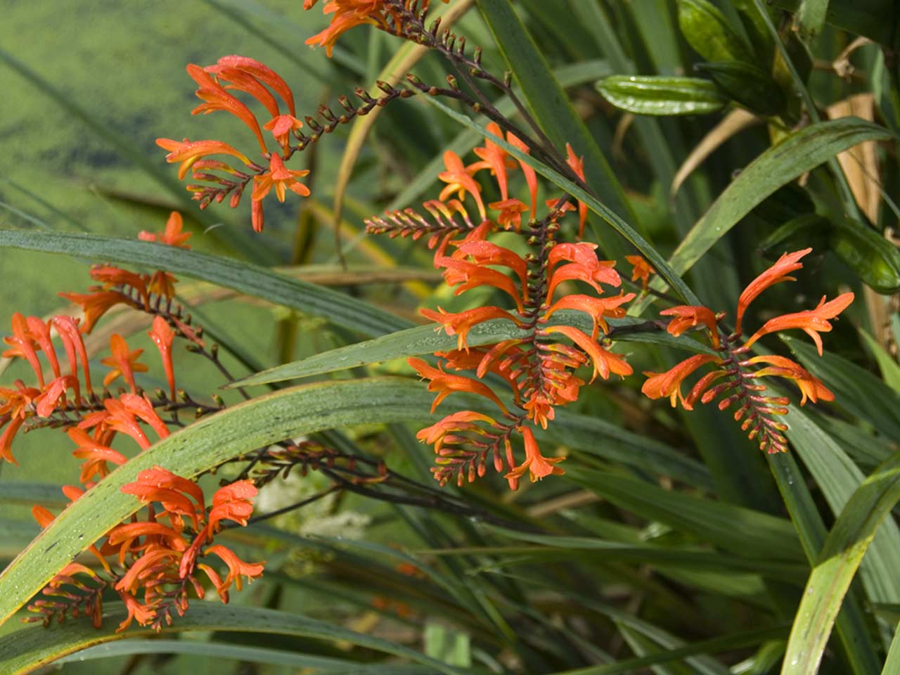Alexander Graham Bell Tolk hel Best Crocosmia Varieties to Grow and How to Care For Them - Saga