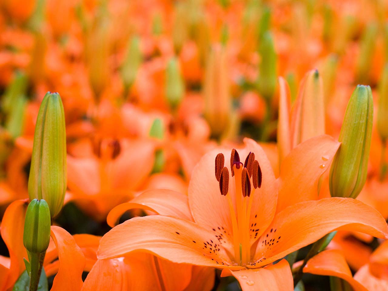 Orange asiatic lilies
