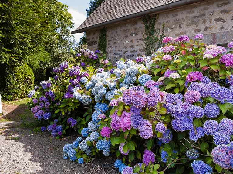 Hydrangeas growing outside a stone cottage