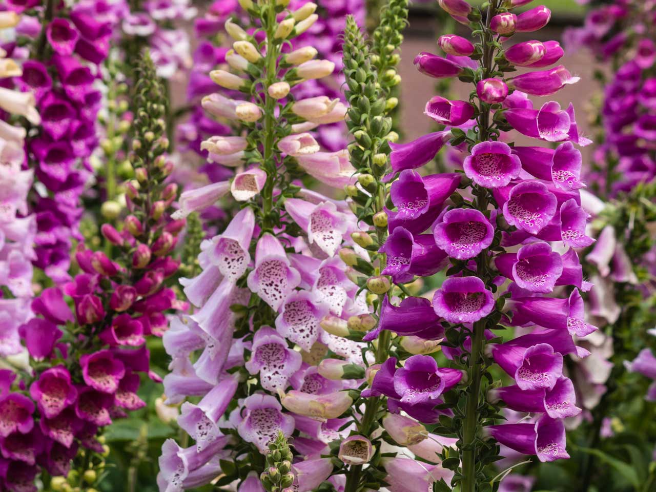 Foxgloves