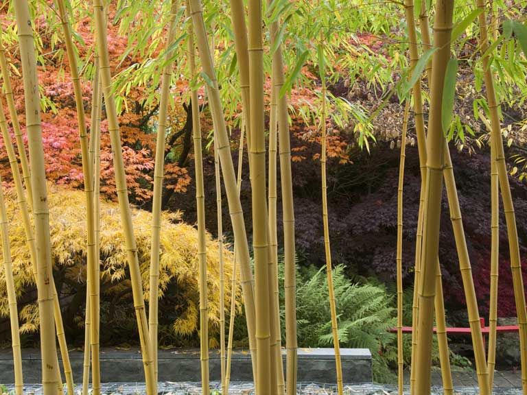 Bamboo Phyllostachys vivax 'Aureocaulis' in an autumn garden