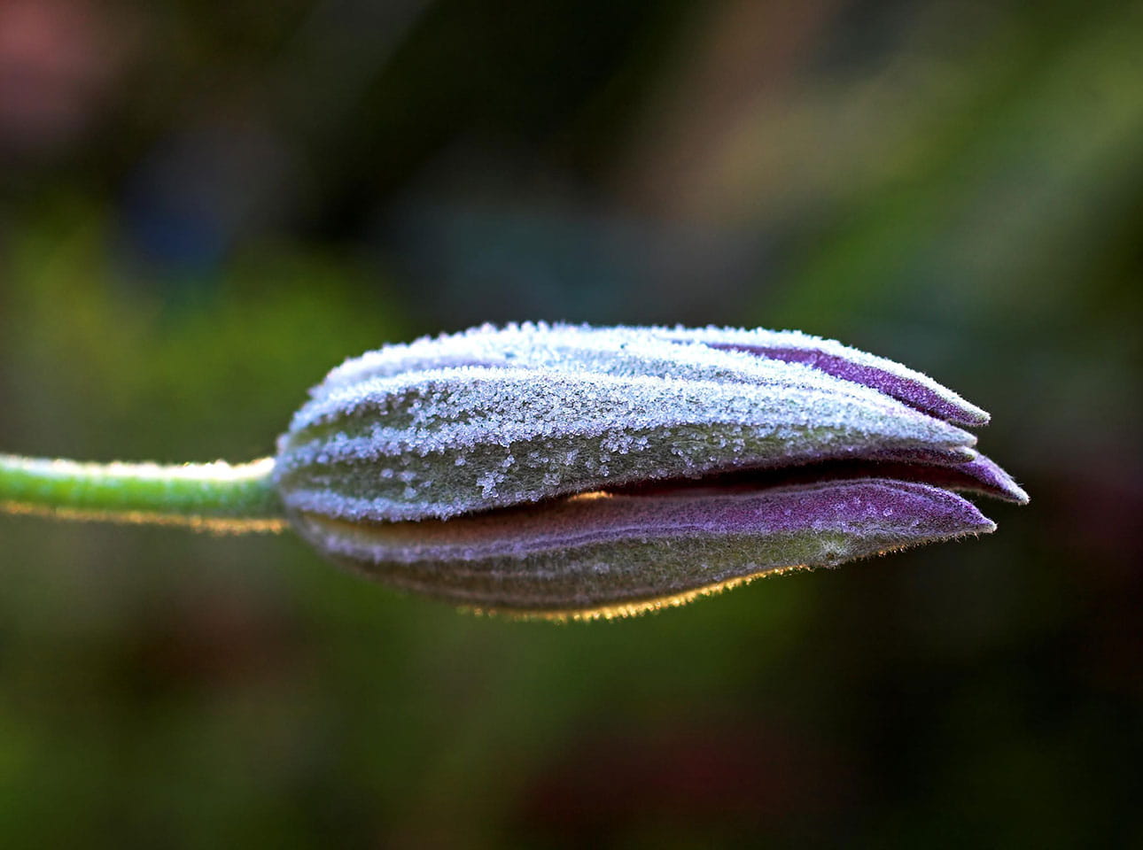 Clematis bud covered in frost