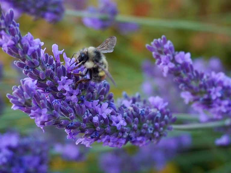 English lavender with a honey bee