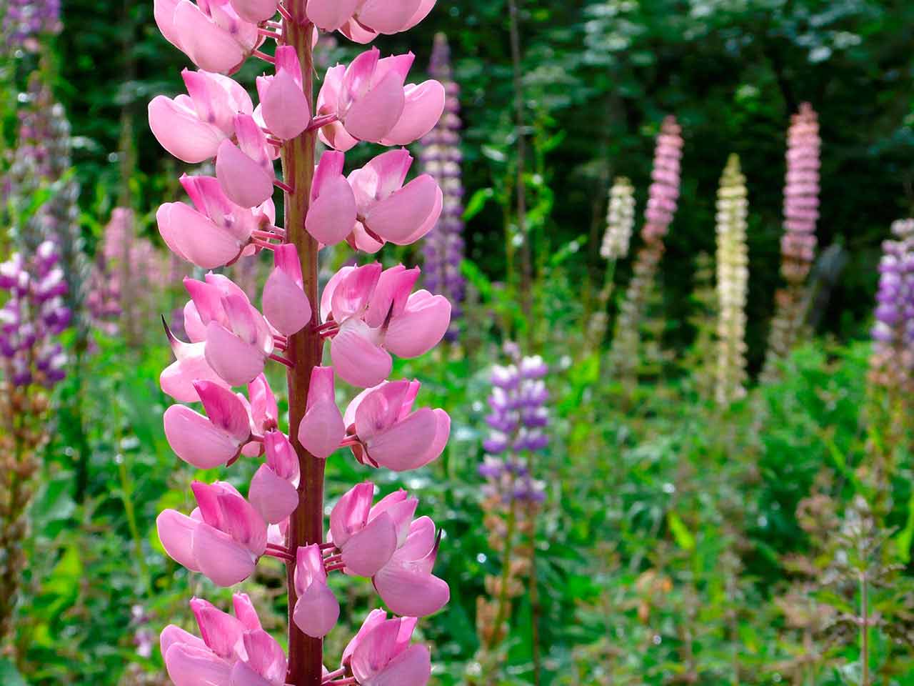 Lupins growing in garden with tall pink in the foreground