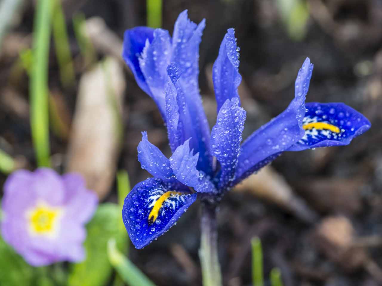 Winter-flowering iris