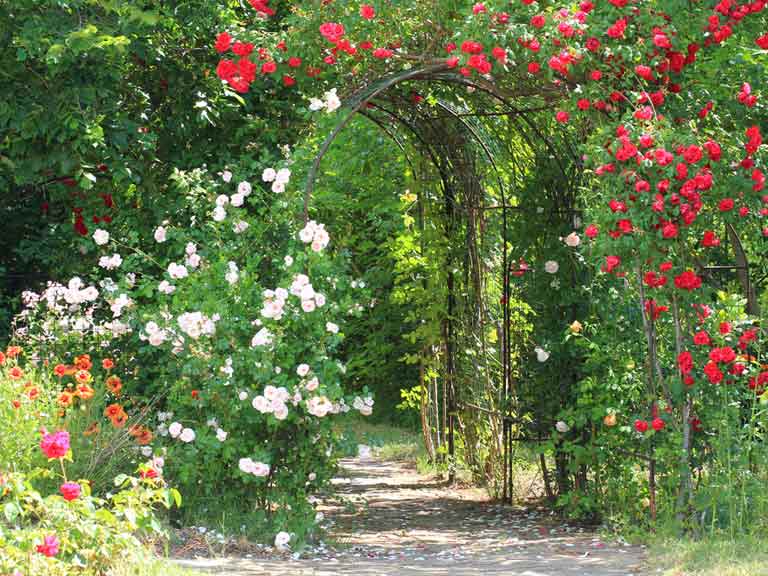 Roses growing over arch