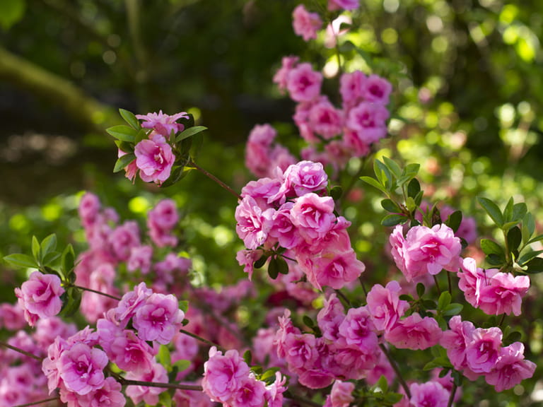 How to grow camellias Saga