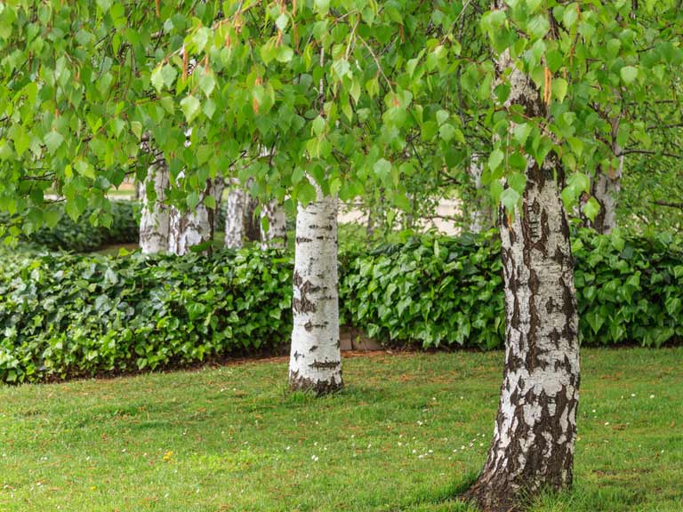 300 'Whitespire' Birch Tree Seeds Bonsai or Backyard!