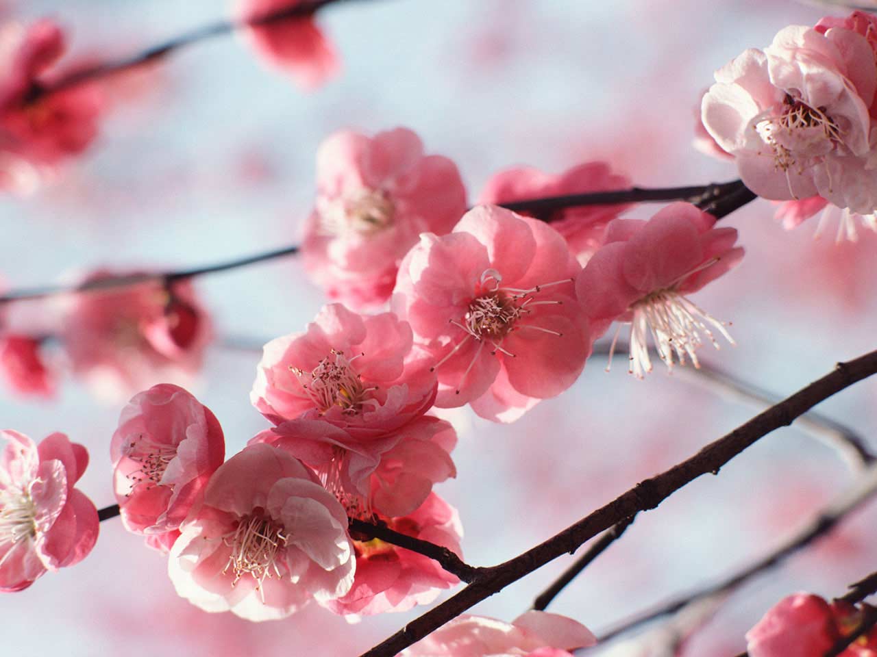 Caring for a Weeping Cherry Tree