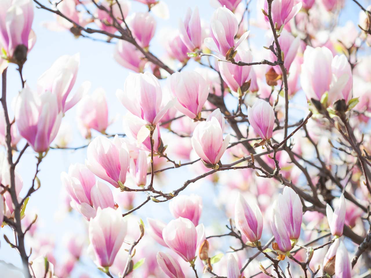 Magnolias