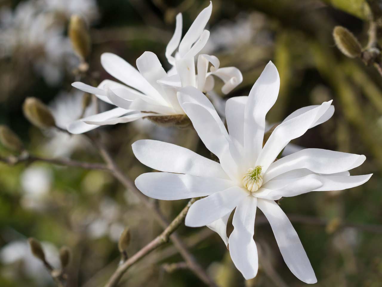 Where do magnolia trees usually grow?