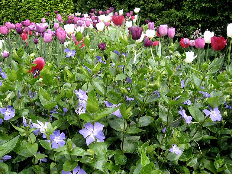 Pink tulips with blue periwinkles