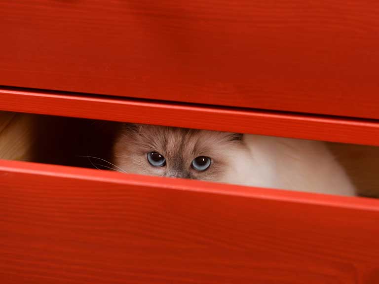 Rescue cat hiding