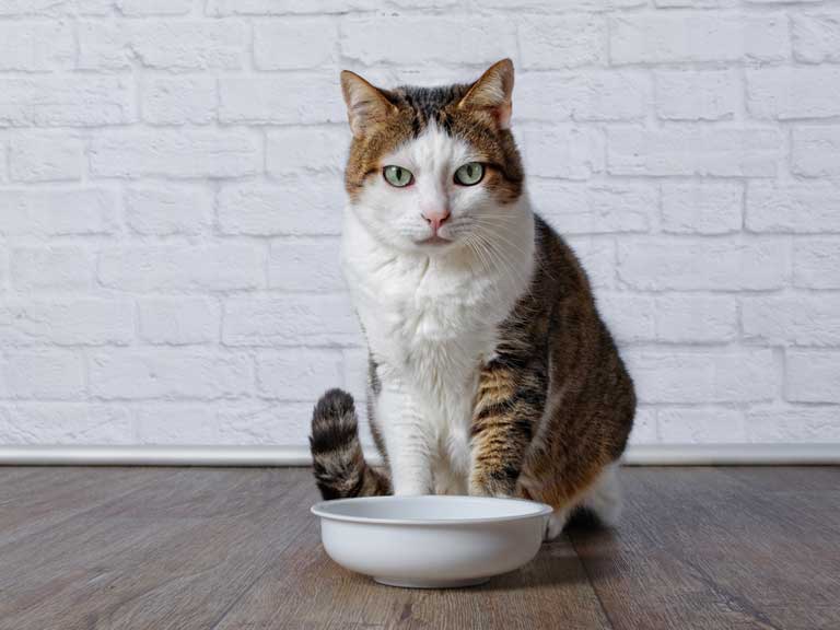 Cat with empty food bowl