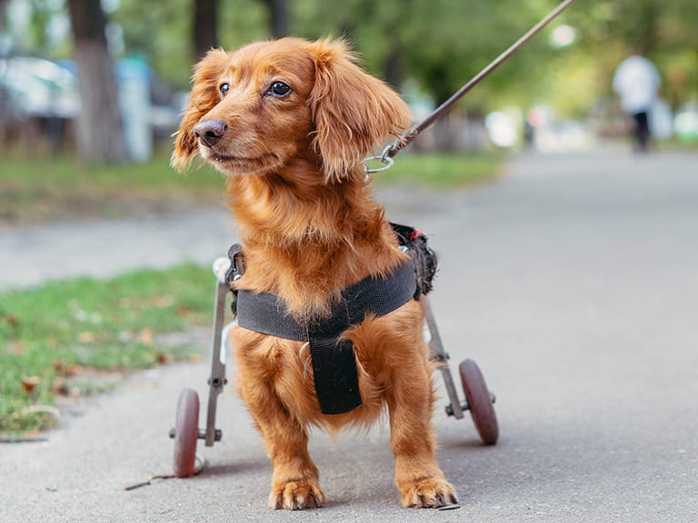 A small disabled dog using a wheelchair 
