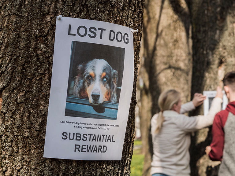 A lost dog poster and two people putting up more in the background in order to find a missing pet