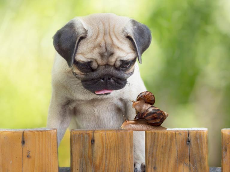Dog looking at snails