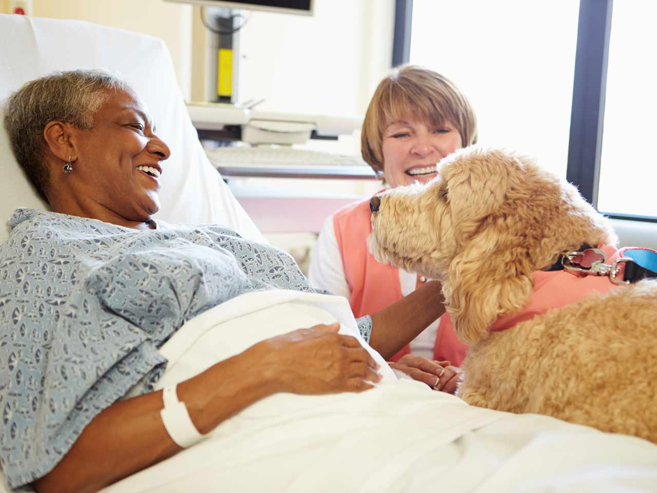 A therapy dog at a hospital