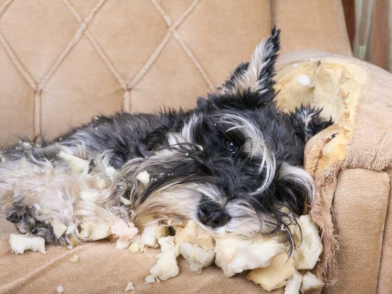 Dog on chewed sofa
