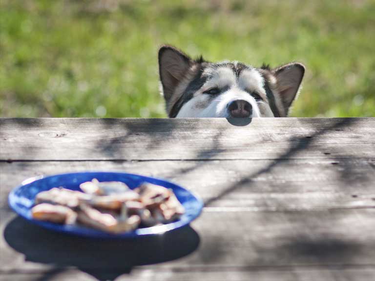 Dog eyeing up treats on the table