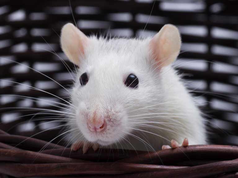 Pet fancy rat