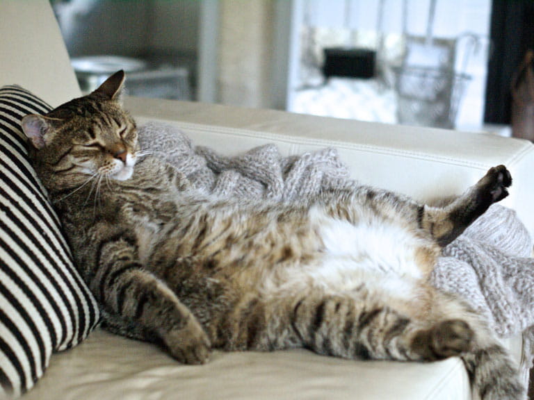 Overweight cat on sofa