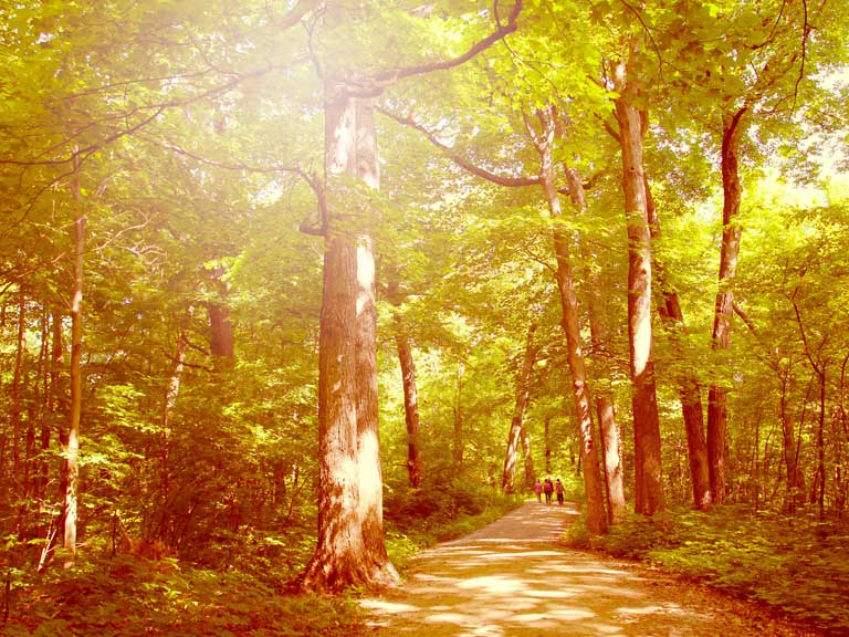 Calming woodland walk