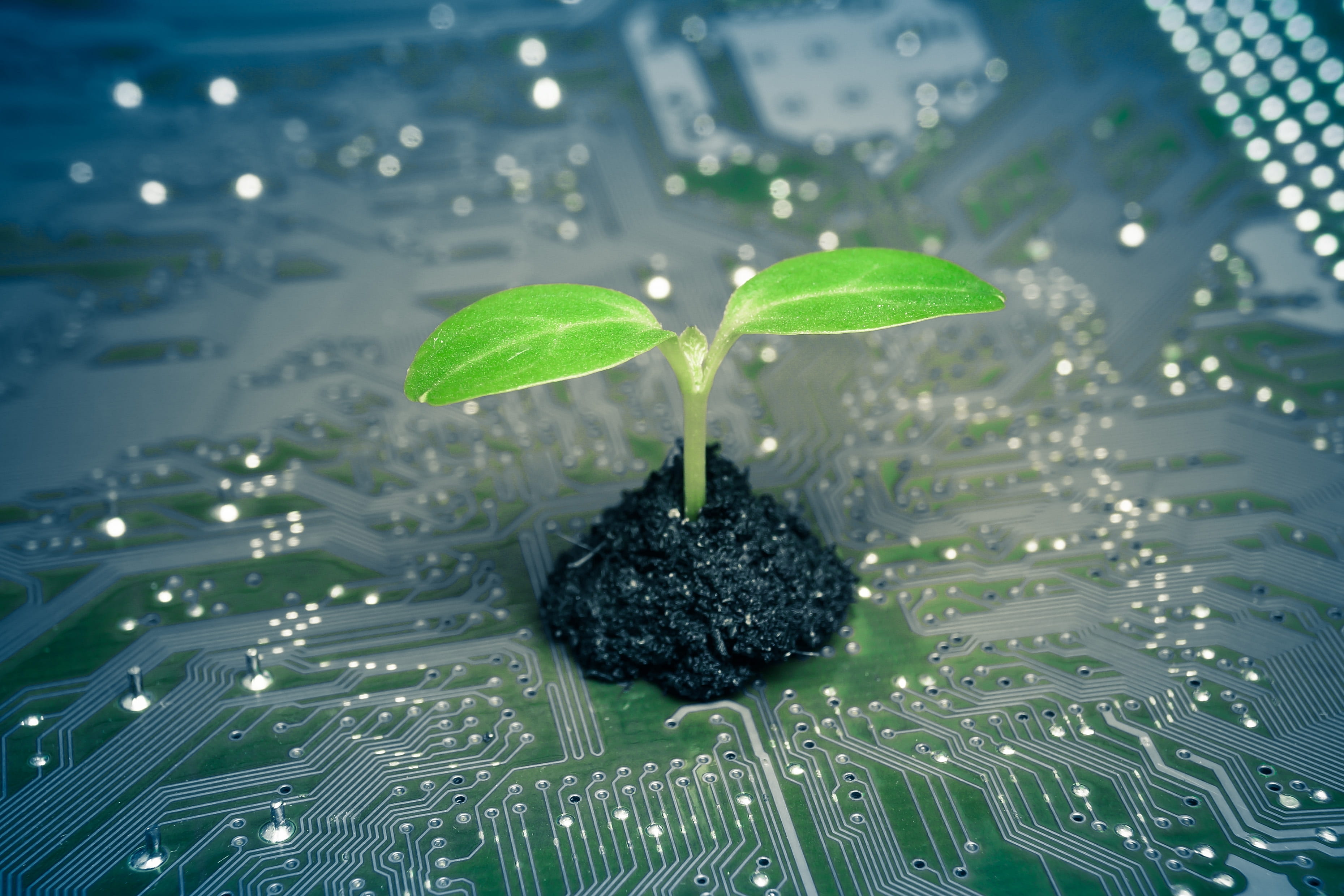 A seedling grows out of a circuit board to represent recycling electronics