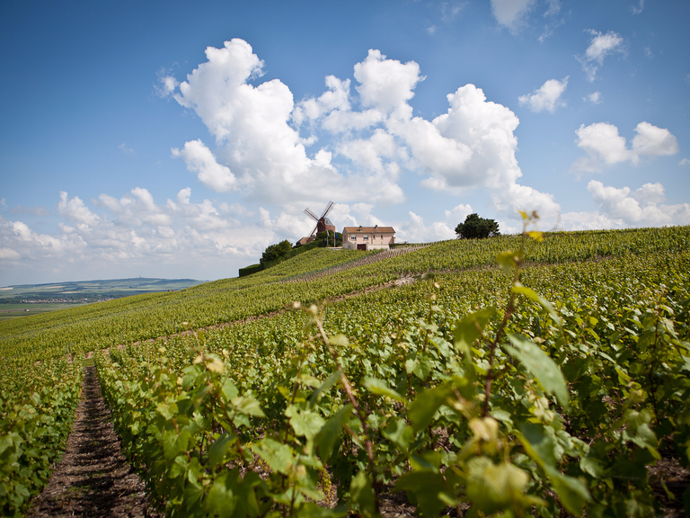 Vineyard in Epernay, France