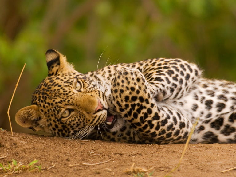 A snapshot of South Africa's wildlife: A juvenile leopard playfully biting its paws