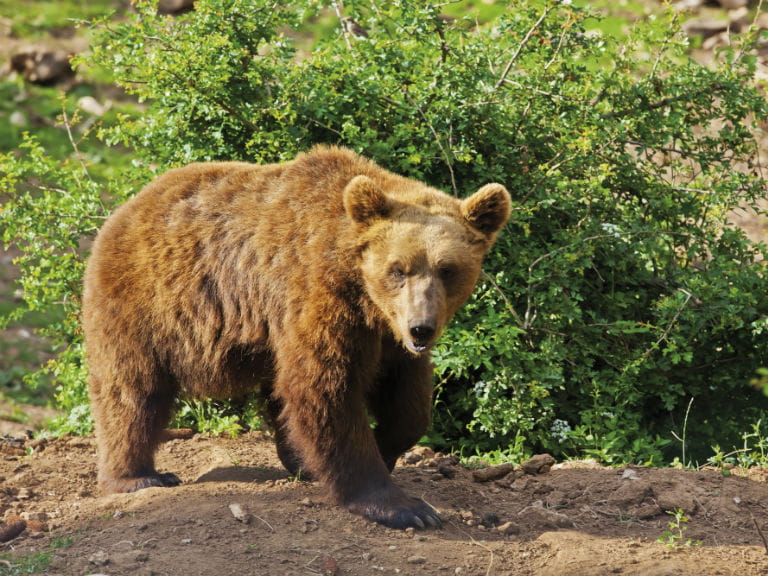 A Croatian brown bear