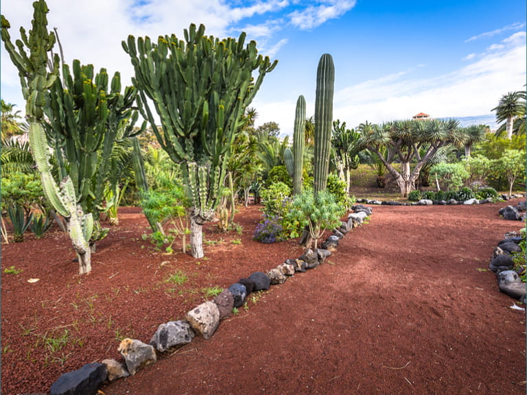 The Botanical Gardens in Tenerife