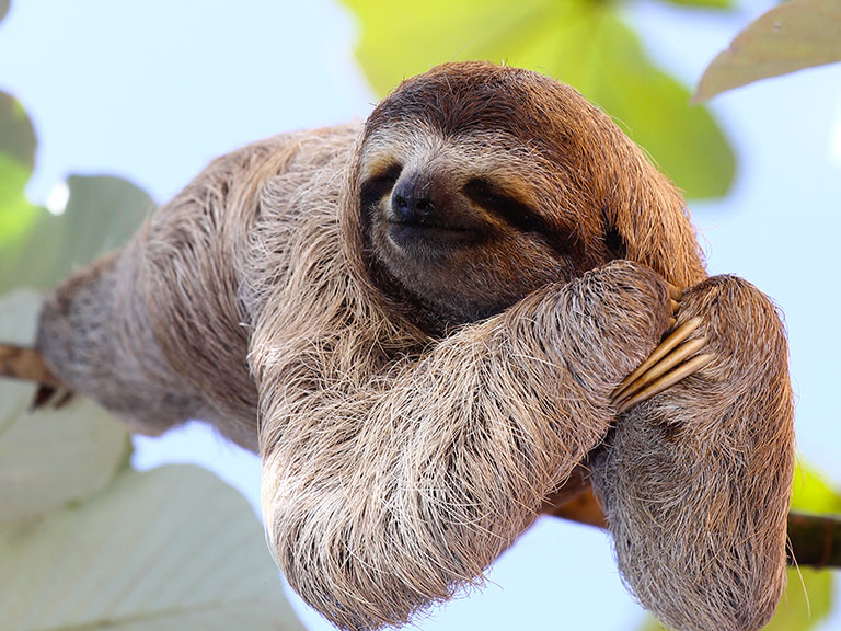 A sloth lazes on a tree branch in Costa Rica