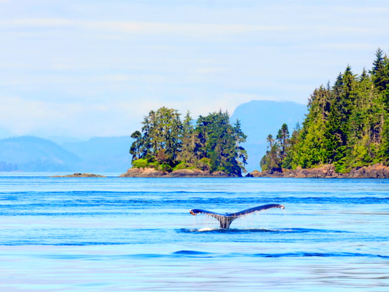 Humpback whale near Vancouver Island, Canada