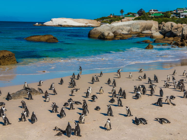 Penguins on Boulders Beach, South Africa
